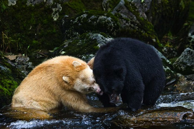 paulnicklen2.jpg