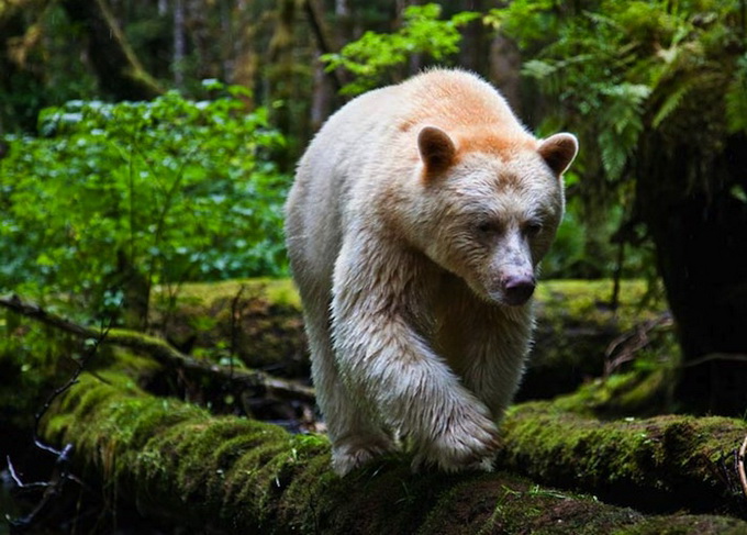 paulnicklen6.jpg