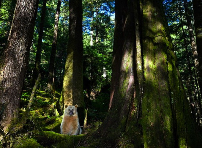 paulnicklen7.jpg
