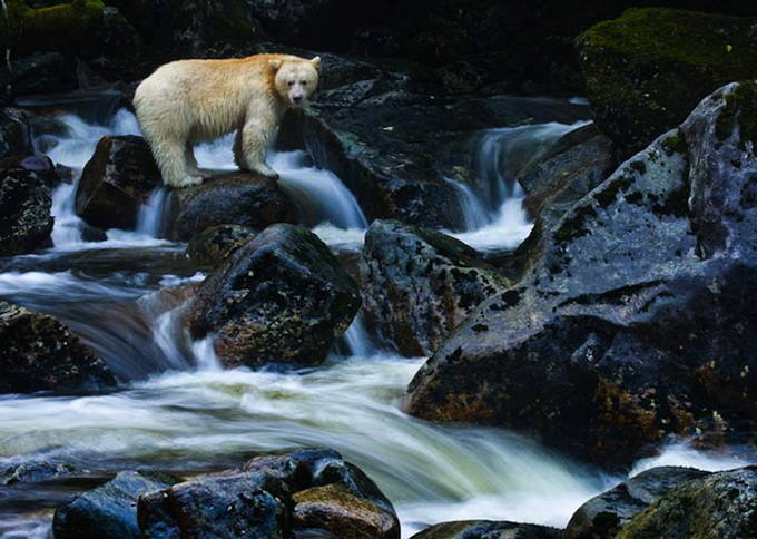 paulnicklen8.jpg