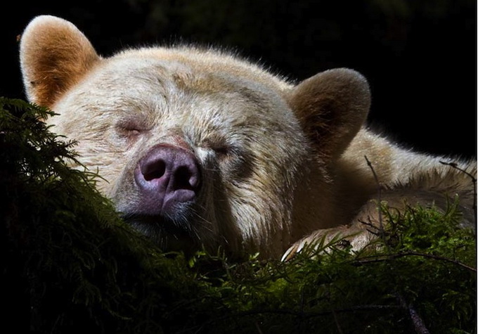 paulnicklen9.jpg