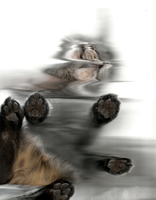 tumblr_ln021xthhj1qesb9wo1_500.jpg