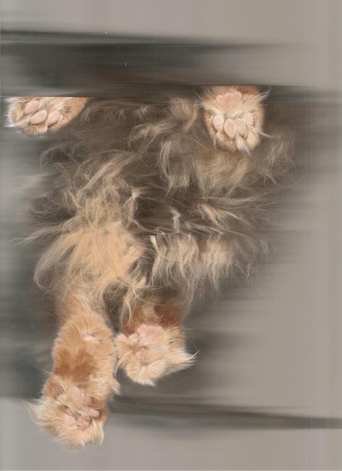 tumblr_lph2ejuYFY1qesb9wo1_500.jpg