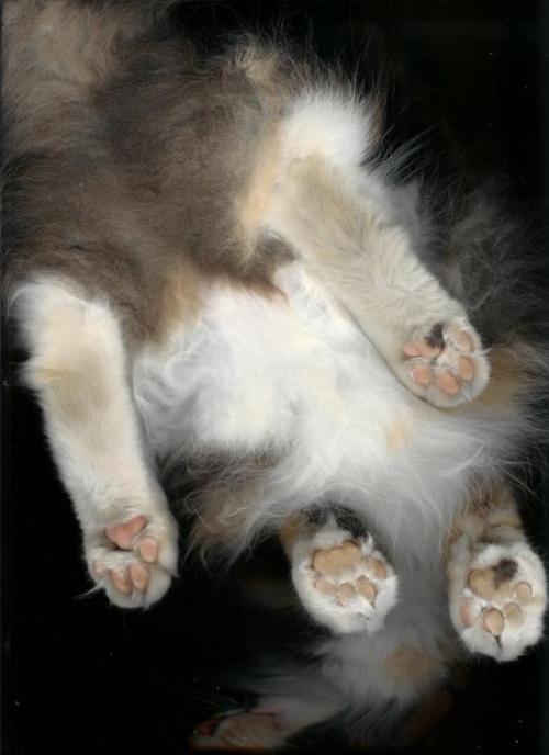 tumblr_lph34z18Zi1qesb9wo1_500.jpg