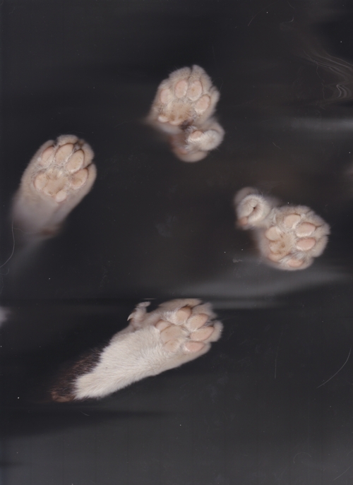 tumblr_lph43os2Kb1qesb9wo1_500.jpg