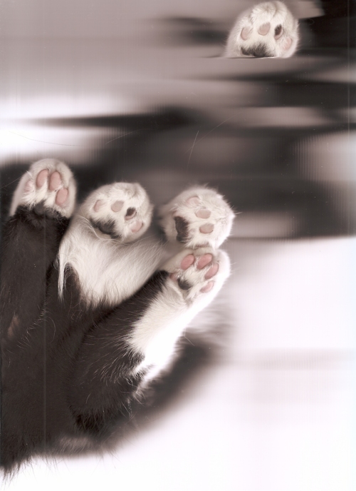 tumblr_lph45lNE8h1qesb9wo1_500.jpg