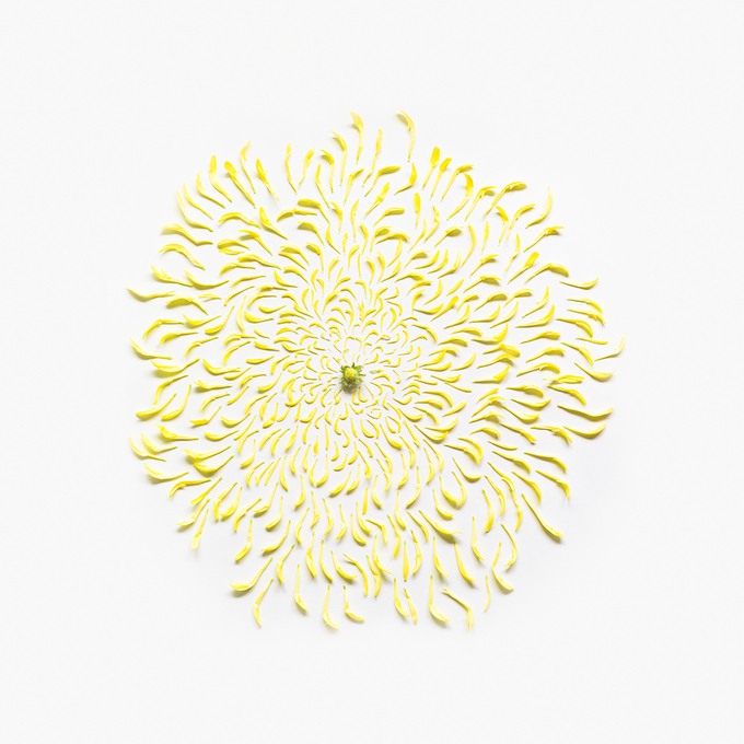 chrysanthemum-exploded-2-square-portfolio-rag-A3.jpg