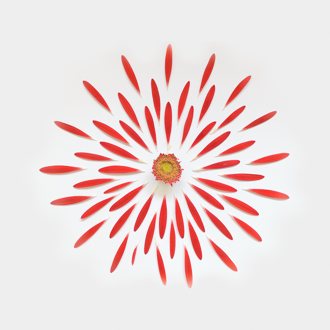 gerbera-exploded-1a-portfolio-rag-A3.jpg