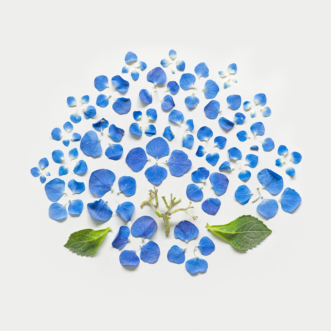 hydrangea-exploded-01-portfolio-rag-A3.jpg