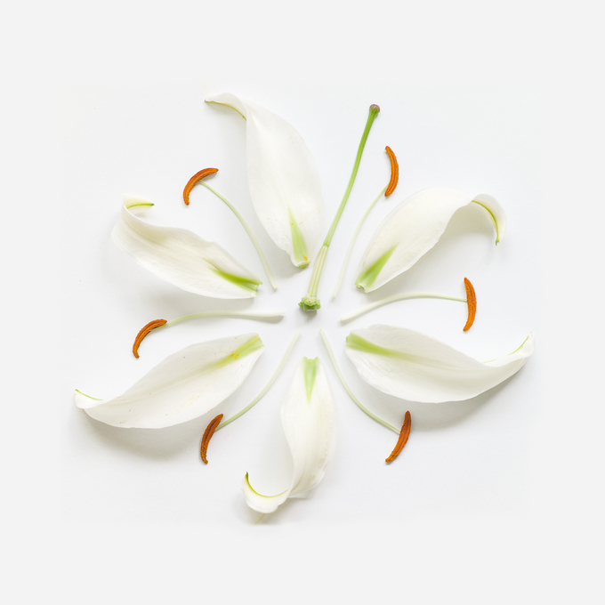 lily-exploded-museo-portfolio-rag-A3.jpg