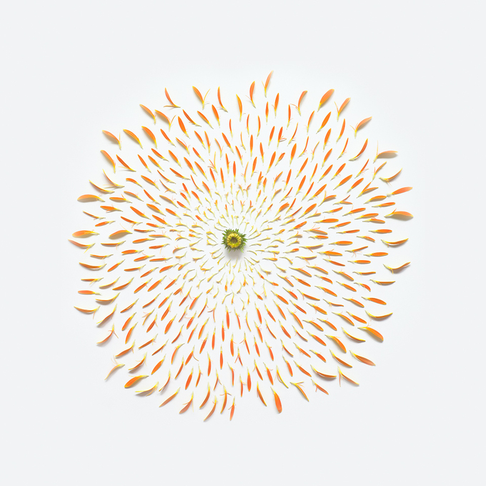 orange-gerbera-exploded-in-square-portfolio-rag-A3.jpg