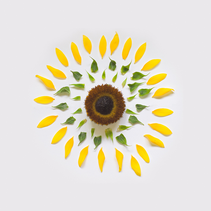 sunflower-exploded-2-portfolio-rag-A3.jpg