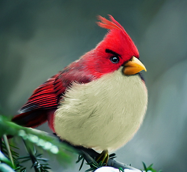 Реальные Angry Birds