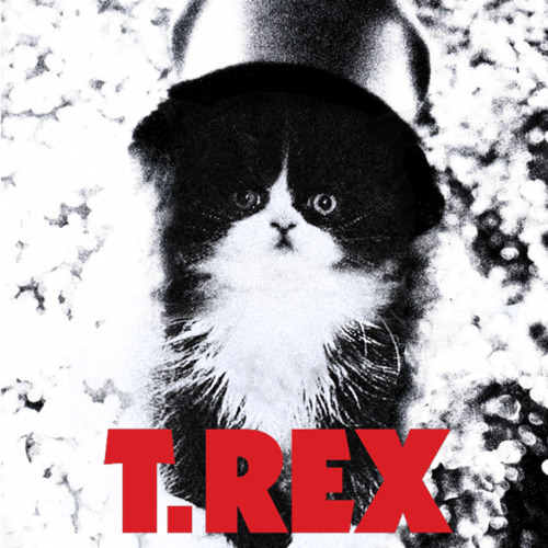KittenCovers07.jpg