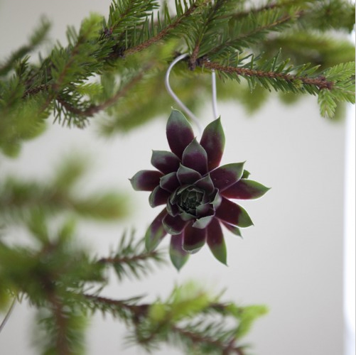 Succulent Ornament 03.jpg