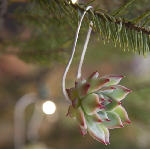 Succulent Ornament 04.jpg