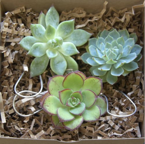 Succulent Ornament 06.jpg