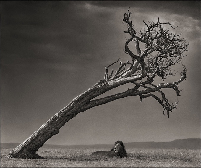nickbrandtphotography14.jpg
