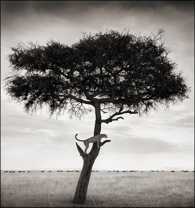 nickbrandtphotography15.jpg
