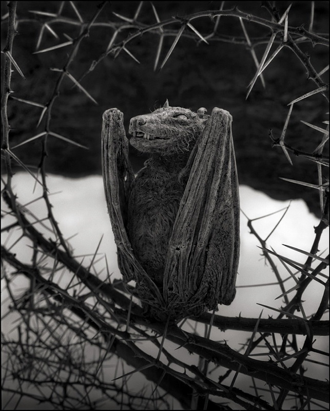 nickbrandtphotography17.jpg