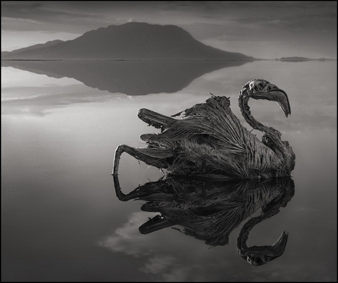 nickbrandtphotography18.jpg