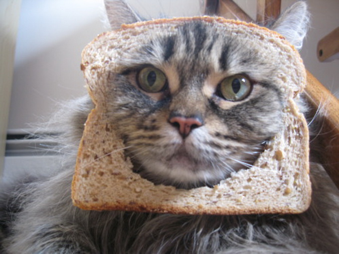 Блоги: коты в хлебе