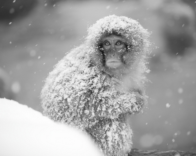 Snow_monkeys_011_etoday_ru .jpg