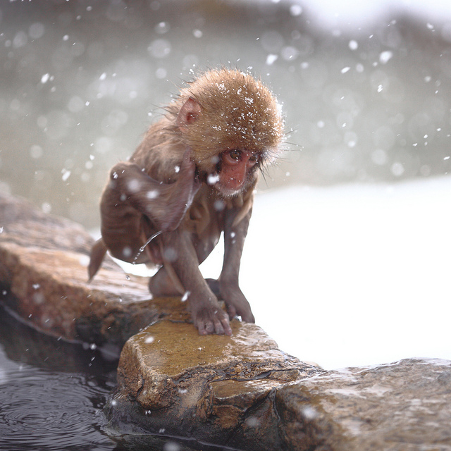 Snow_monkeys_012_etoday_ru .jpg