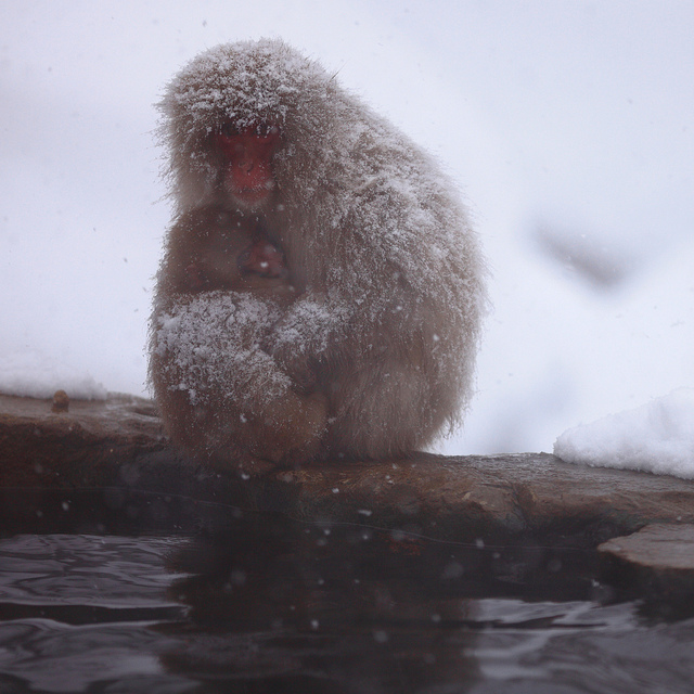 Snow_monkeys_015_etoday_ru .jpg