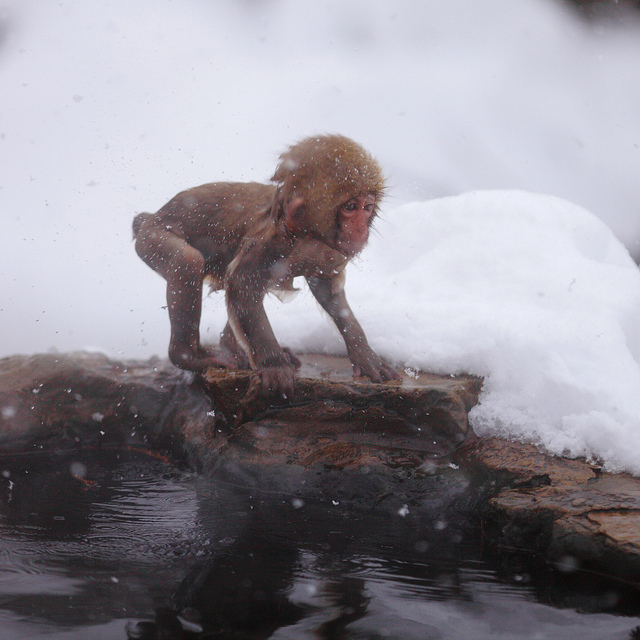 Snow_monkeys_016_etoday_ru .jpg