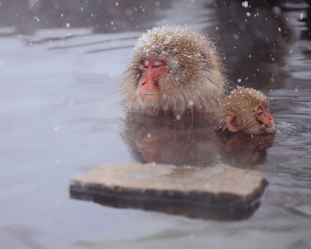 Snow_monkeys_019_etoday_ru .jpg