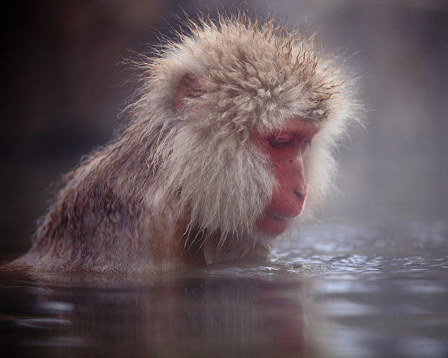 Snow_monkeys_01_etoday_ru .jpg