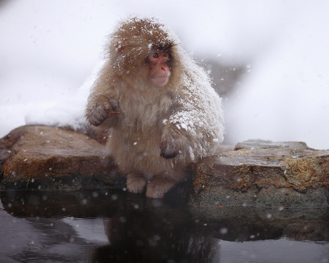 Snow_monkeys_020_etoday_ru .jpg