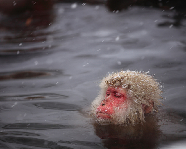 Snow_monkeys_022_etoday_ru .jpg