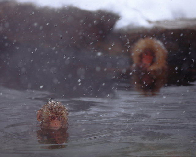Snow_monkeys_023_etoday_ru .jpg