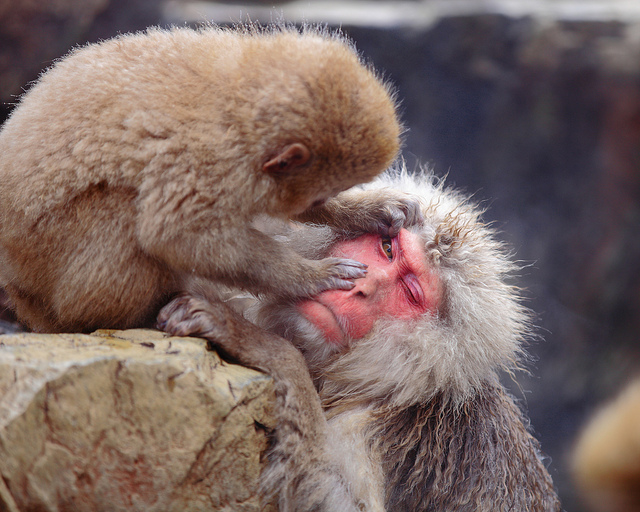 Snow_monkeys_02_etoday_ru .jpg