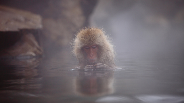 Snow_monkeys_03_etoday_ru .jpg