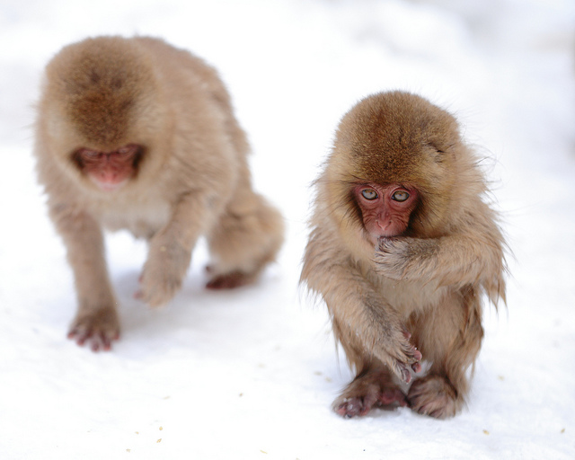 Snow_monkeys_04_etoday_ru .jpg