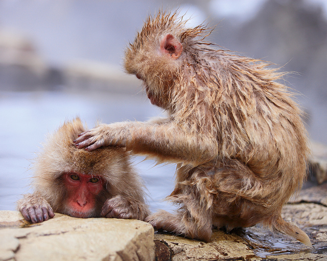 Snow_monkeys_05_etoday_ru .jpg