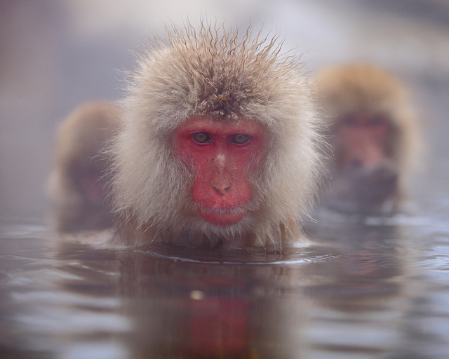 Snow_monkeys_07_etoday_ru .jpg