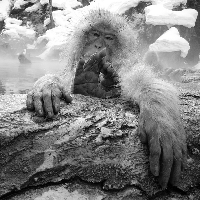 Snow_monkeys_08_etoday_ru .jpg