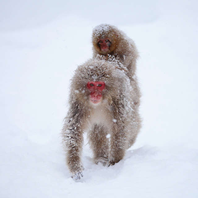 Snow_monkeys_09_etoday_ru .jpg