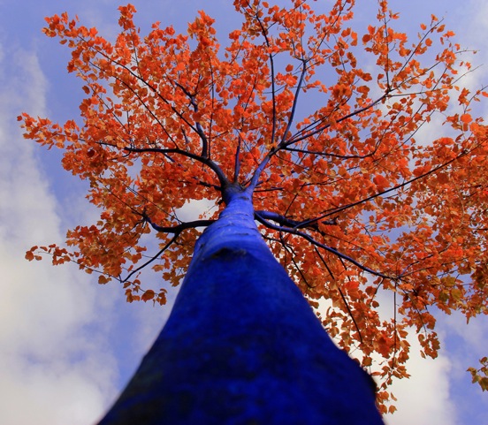 Blue-Tree-Autumn-Looking-Up_1000-pixels.jpeg