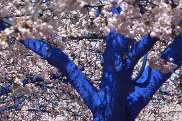 Blue-Tree_Blossom-Tops1.jpg