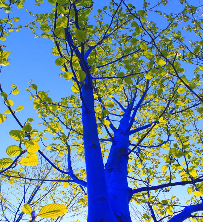 blue-tree-04.jpg
