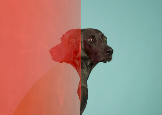 Портреты собак William Wegman