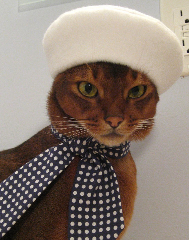 Hats-for-Cats-06.jpg