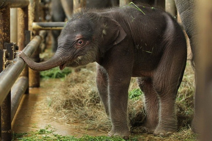Слоненок в Берлинском зоопарке