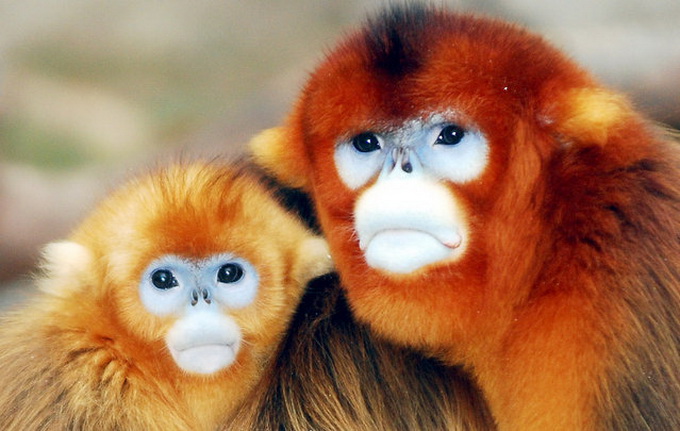 Золотые обезьяны Центральной Африки