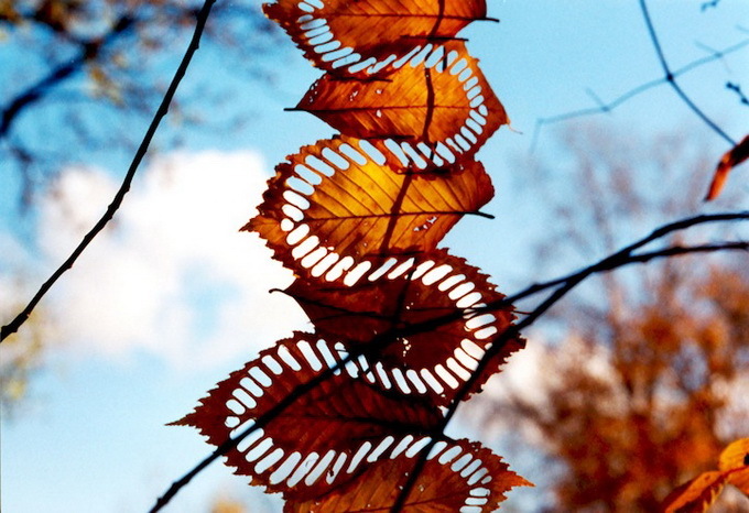 andygoldsworthy24.jpeg